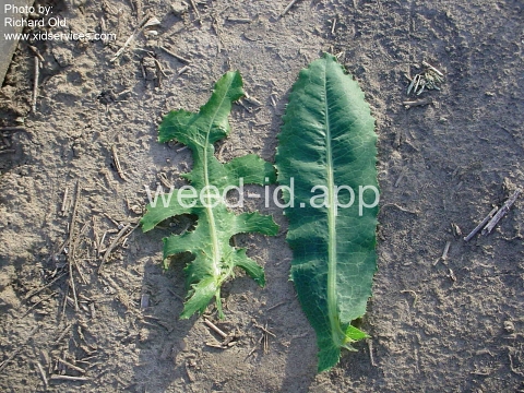 lettuce, prickly
